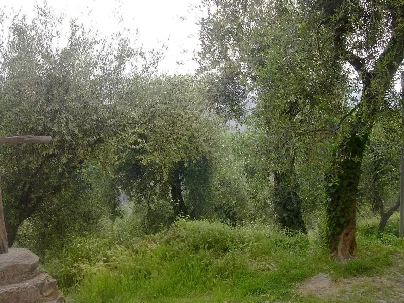 Pairola (c) Rainer Lenk
